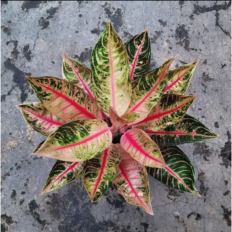 Aglonema Pride Of Sumatra Mutasi-Tanaman Hias Aglonema Pride Of Sumatra Mutasi 4-6 Daun