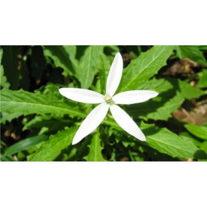 

DAUN KOREJAT DAUN KITOLOD FRESH BARU PETIK 20pcs
