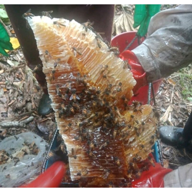 

Madu murni asli dari hutan Original per100gram