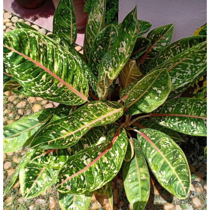 Aglonema Donakarmen Bagus/ aglonema donacarmen Cantik/ Tanaman aglonema dona carmen  Mantab