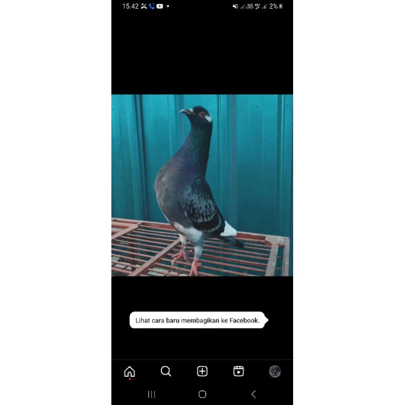 OBAT MERPATI
