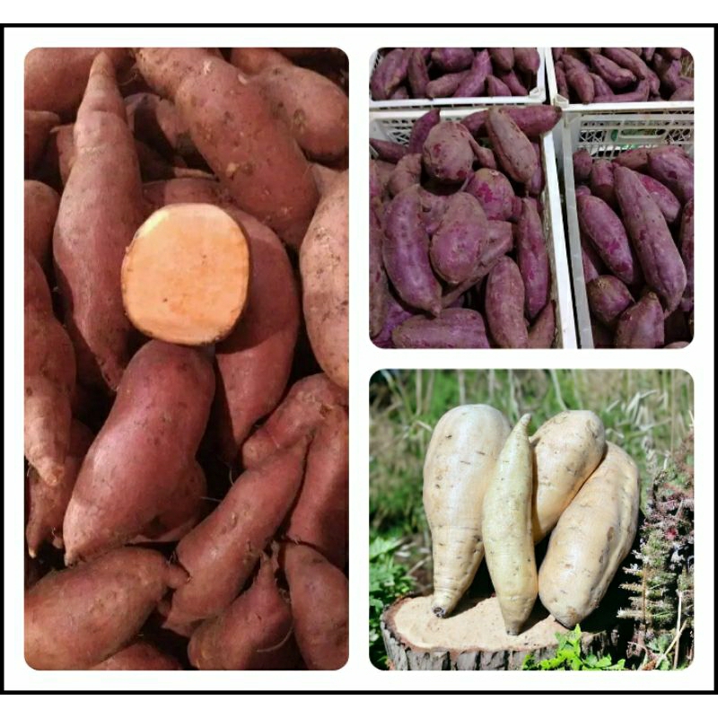 

Ubi madu 1kg / Ubi ungu 1kg / Ubi orange 1kg asli original