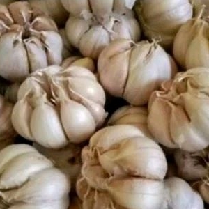 

Bawang putih kwalitas terbaik