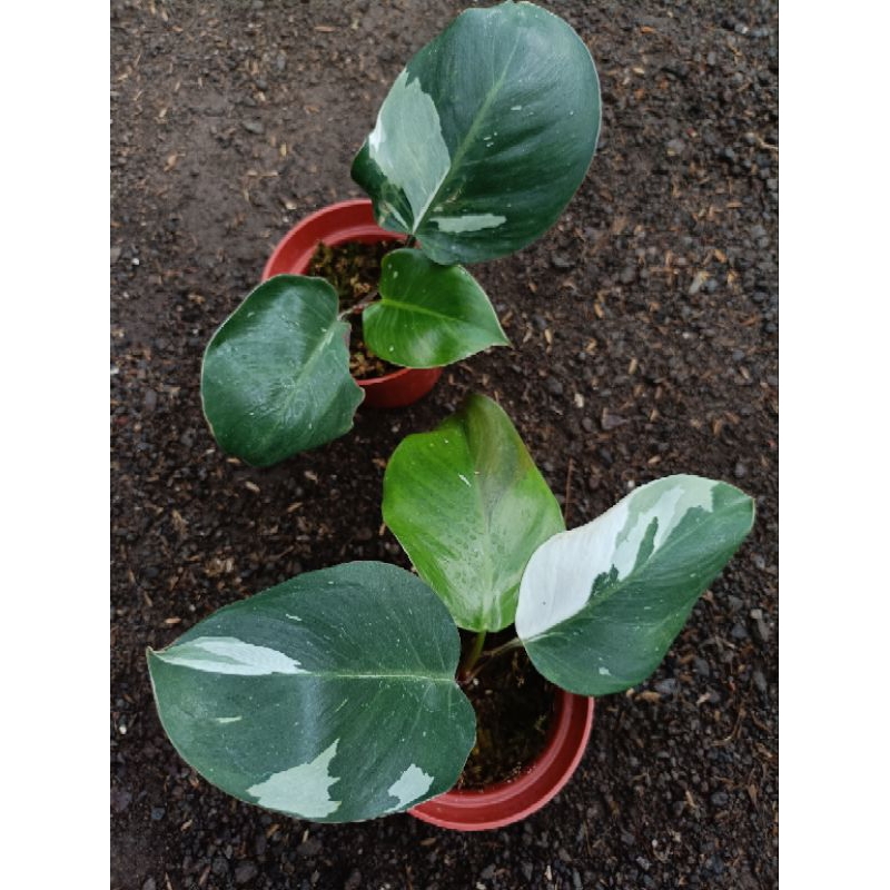 Philodendron White Knight
