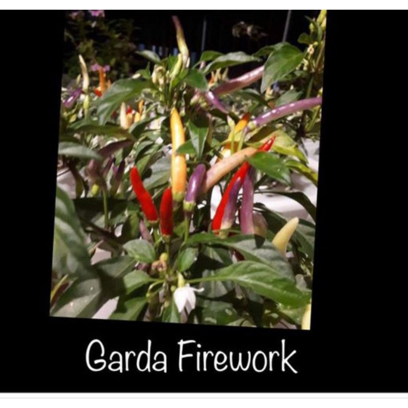 

Jual cabe garda firework (biji)