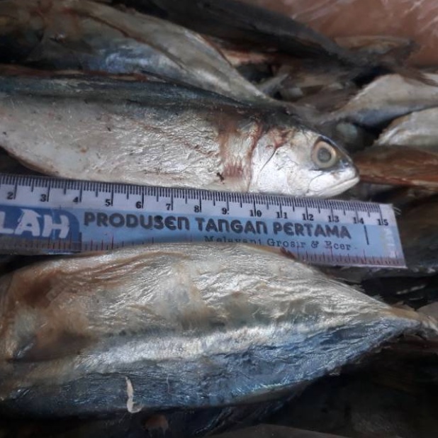 

Dahsyat Ikan Asin Peda Merah Produsen Tangan PertamaIkan Asin Peda Merah Produsen Tangan Pertama