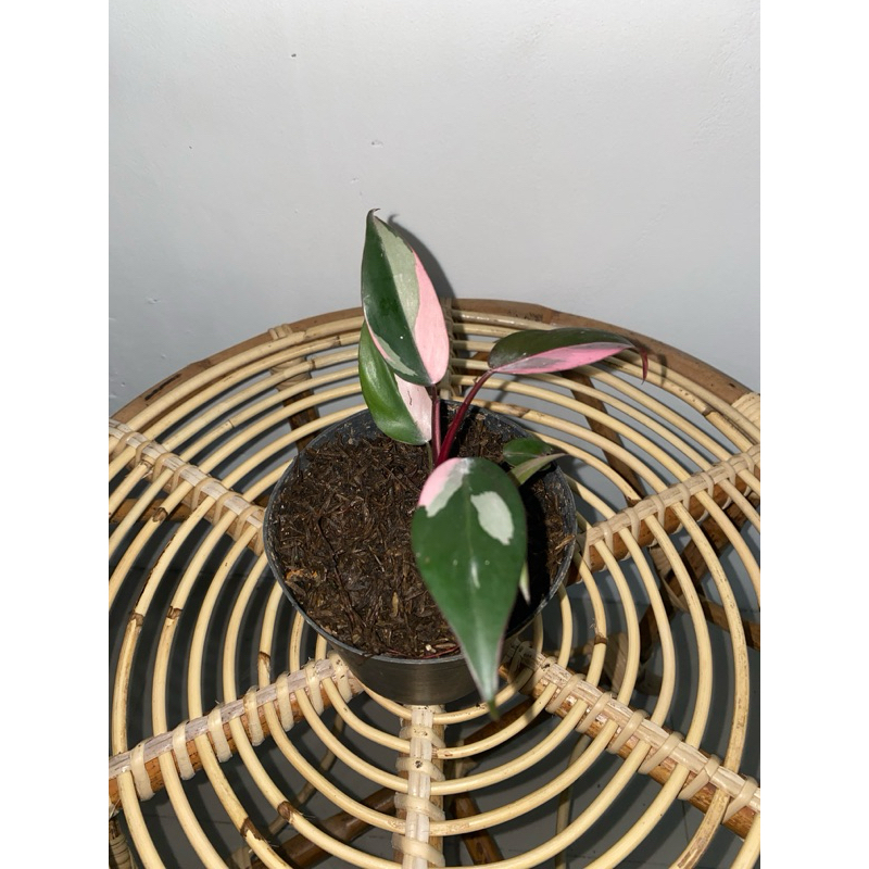 Restu_Greenplants - Philodendron Pink Princess Black Cherry