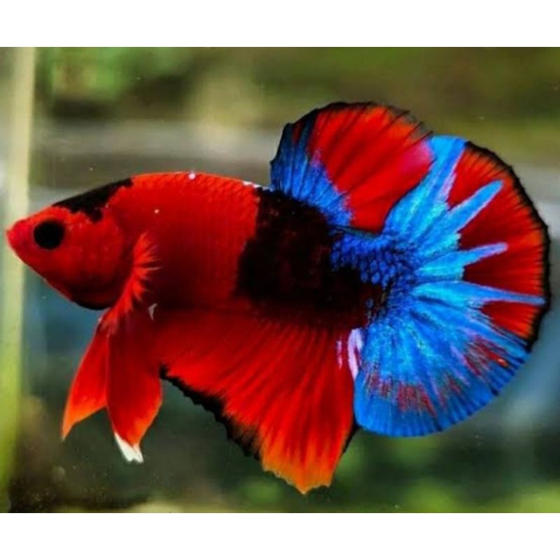 plakat Hellboy jantan