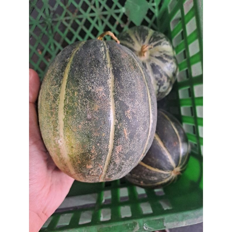 

Blewah Segar 1 pcs