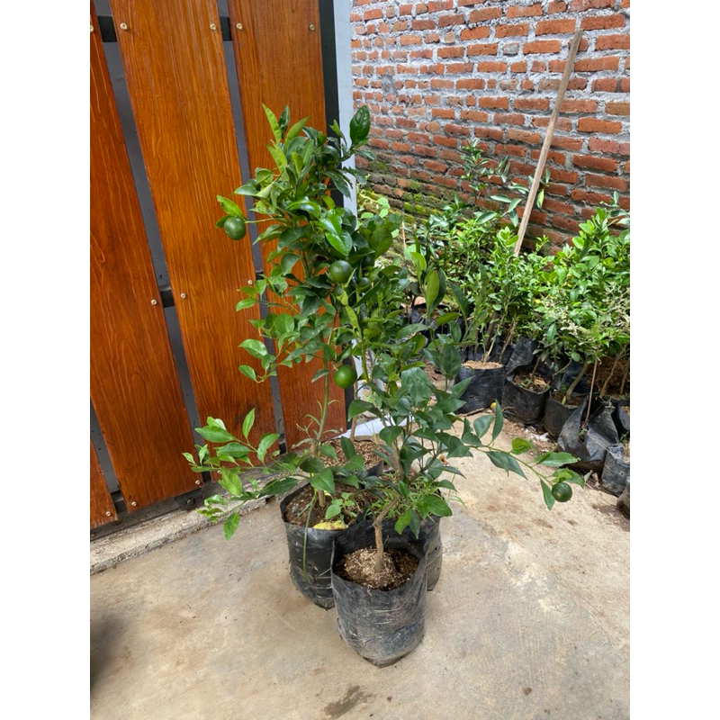 Bibit Jeruk Keprok Madu Kondisi Berbuah