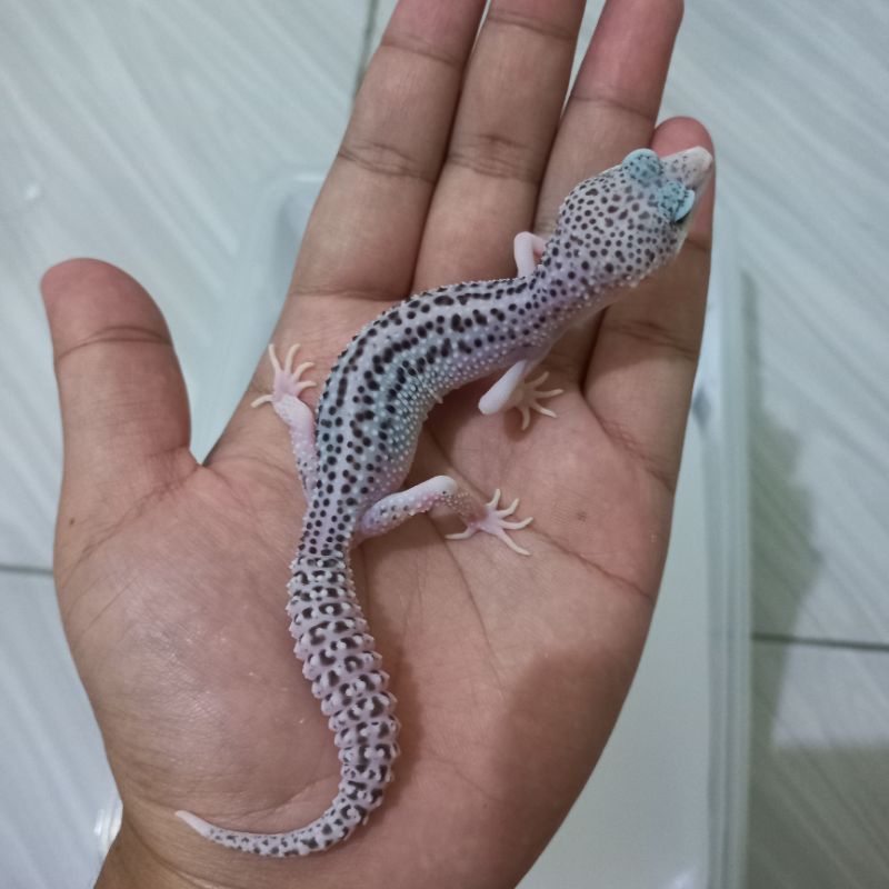 Mainan - Leopard Gecko Super Snow Eclipse || PIED