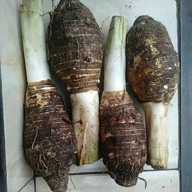 

Buah Bentul Bentol umbi segar