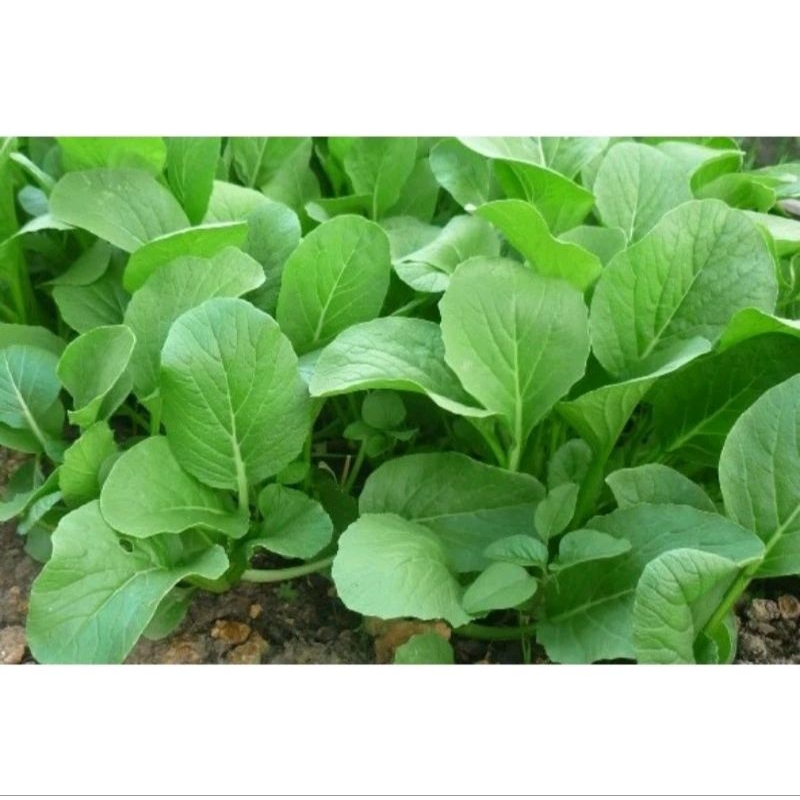 BENIH BIBIT BIJI SAWI PAKCOY SUPER UNGGUL 50 GRAM