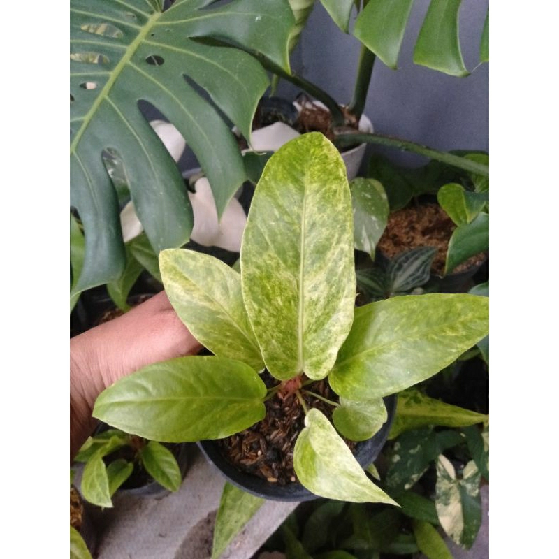 anthurium hokeri tanduk varigata mint
