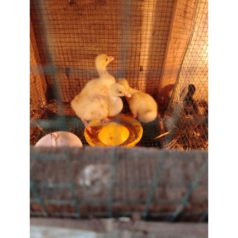 anak Soang anak Angsa/soang  dod Soang putih,Angsa kecil lucu, hewan lucu Soang benggala dan Soang p