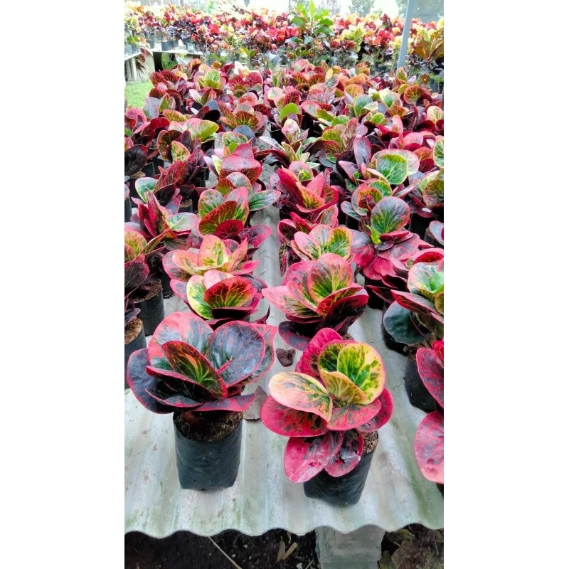 puring busarin per 10