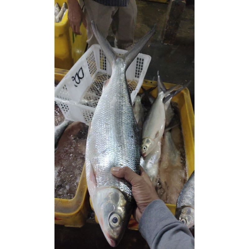 

ikan bandeng byk lemak bobot 1kg