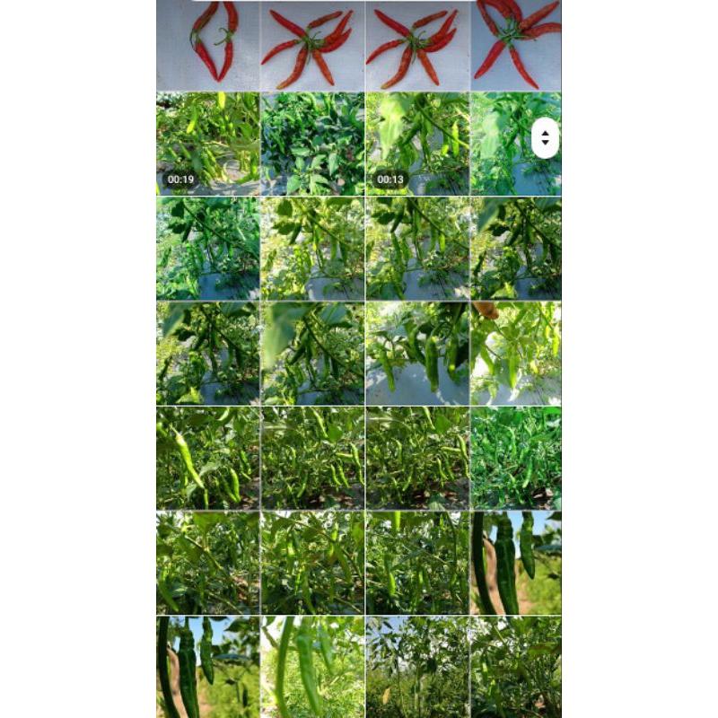 BIBIT/BENIH CABE RAWIT LOKAL KABAN