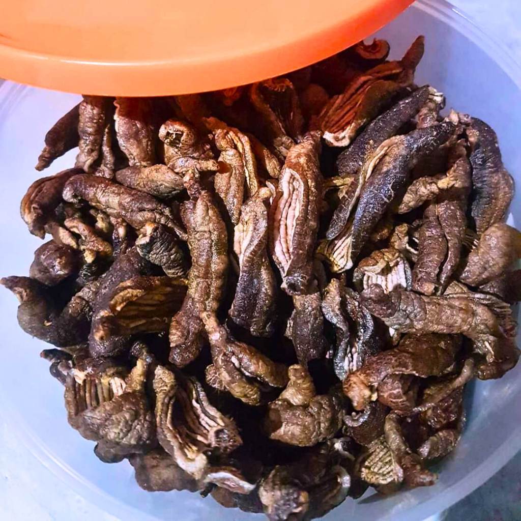 Teripang Laut Tinggi Serat siap makan / matang - Original 1 kg