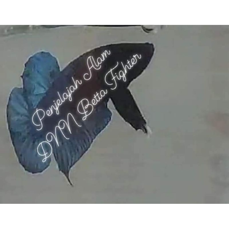 ikan cupang aduan (Betta Fighter) line thailand x thailand ori