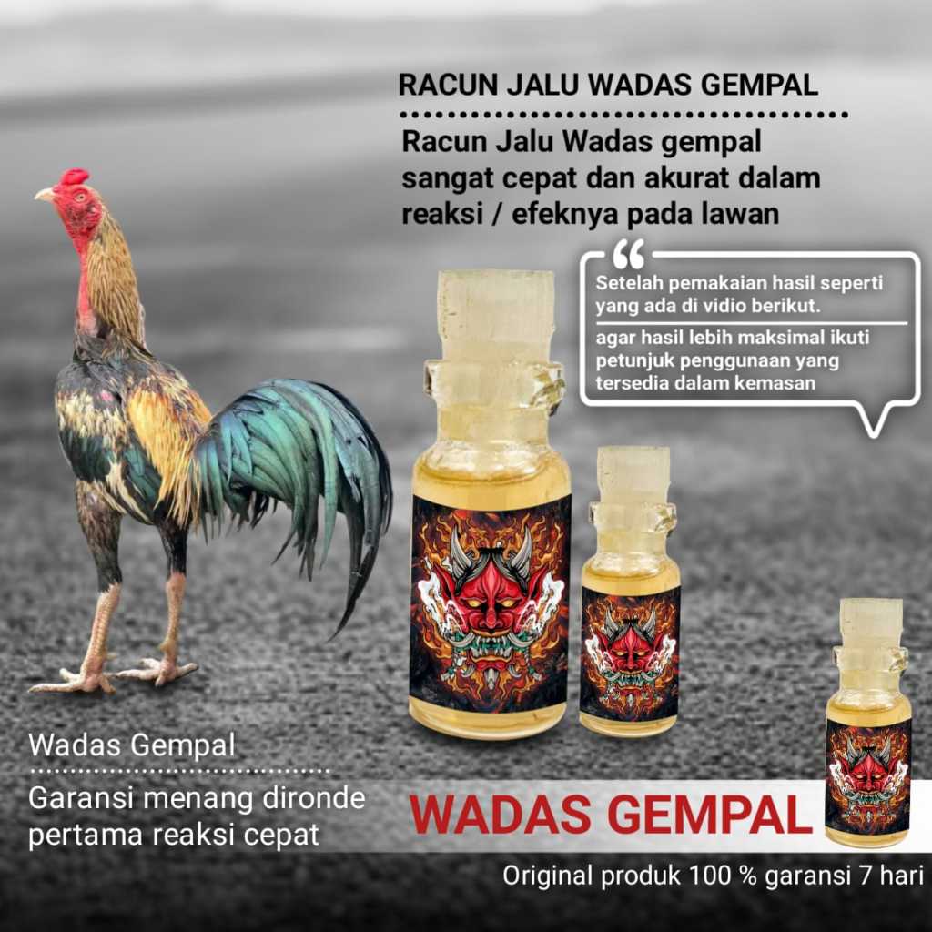 racun jalu ayam bangkok aduan mangon murah vitamin jago wadas gempal