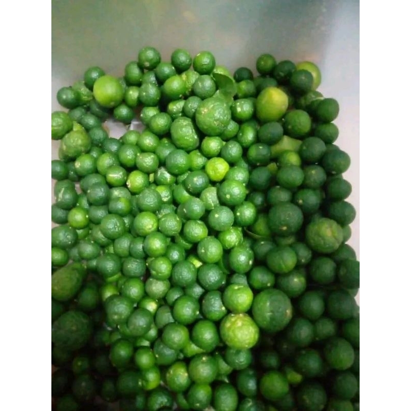 

jeruk limau untuk boci 1000g