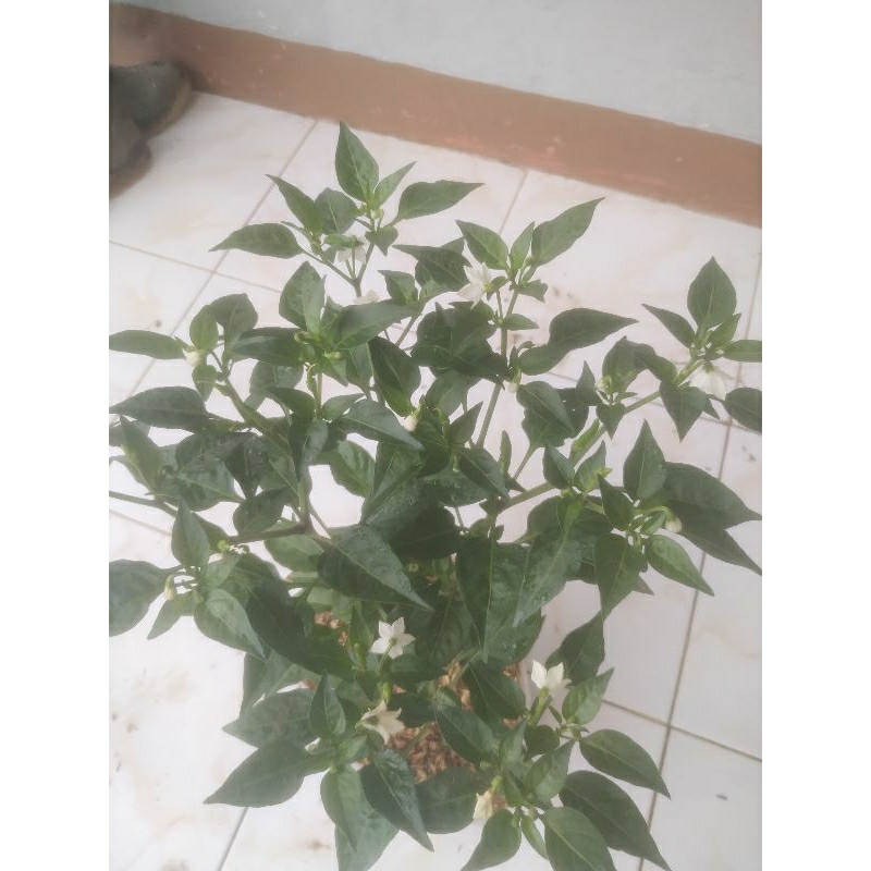 Tanaman Cabai Rawit Hijau Full Media Sudah Berbuah