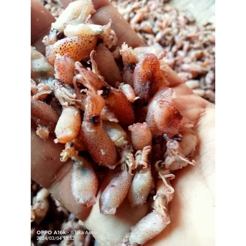 

Baby Cumi Premium (1kg)