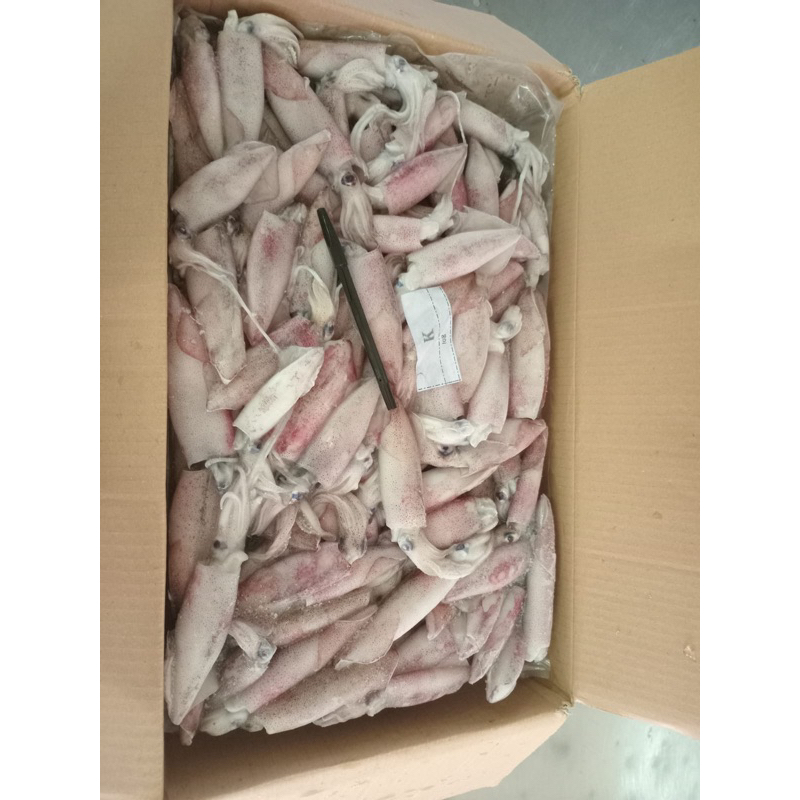 

cumi segar frozen kualitas ekspor uk 6-8cm per karton isi 9 kilo