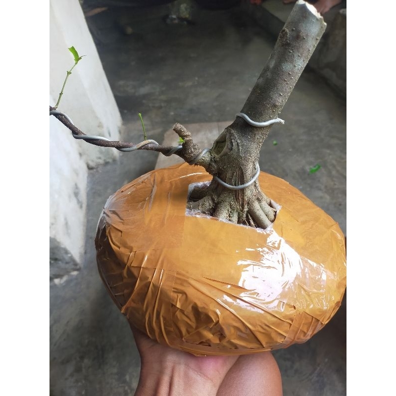 Bonggol/Bahan Anting Putri