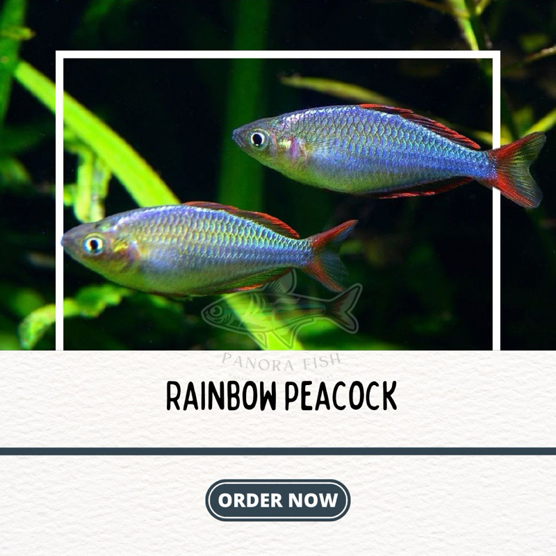 perlengkapan aquarium rainbow peacock