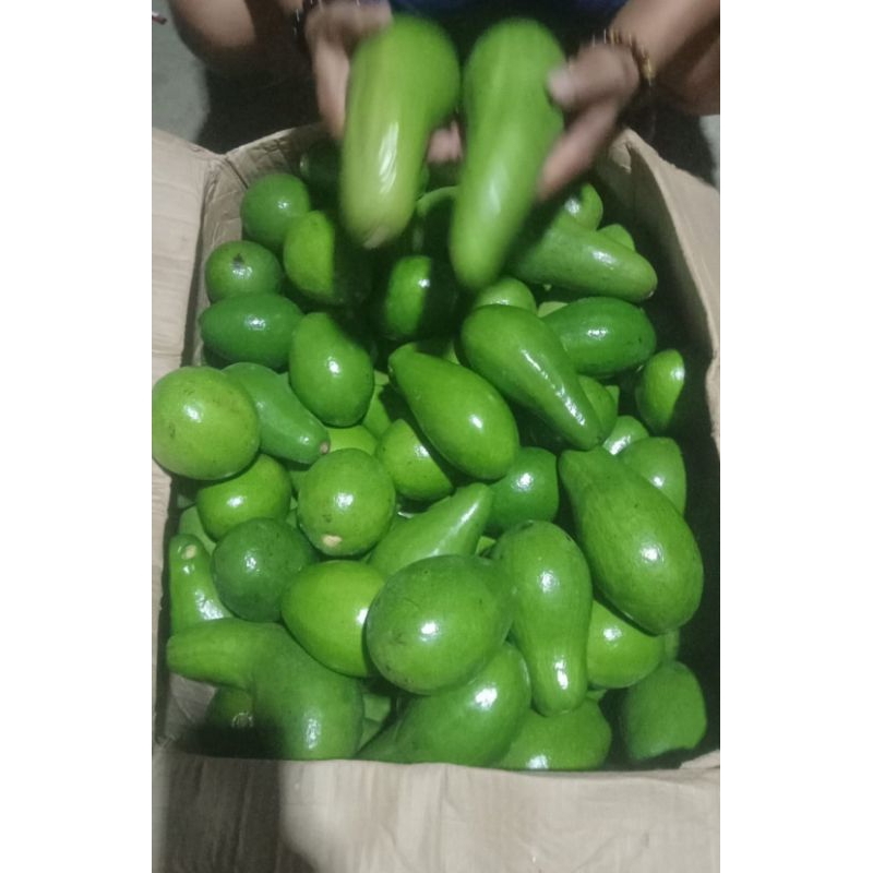 

Alpukat Mentega Super (Alpukat Market) 1 Kg