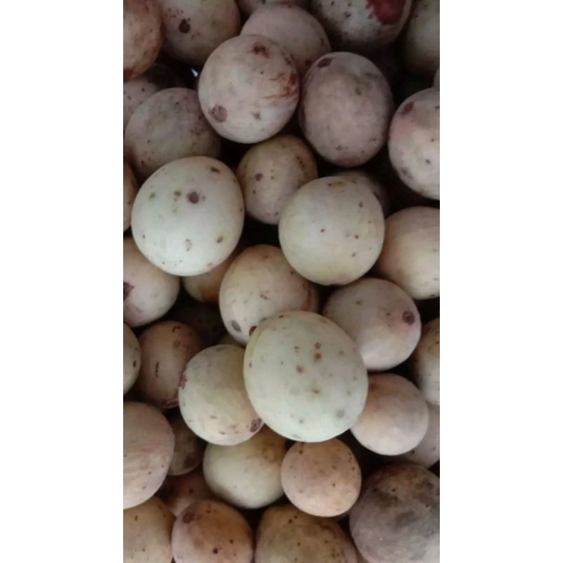 

Buah Duku Segar