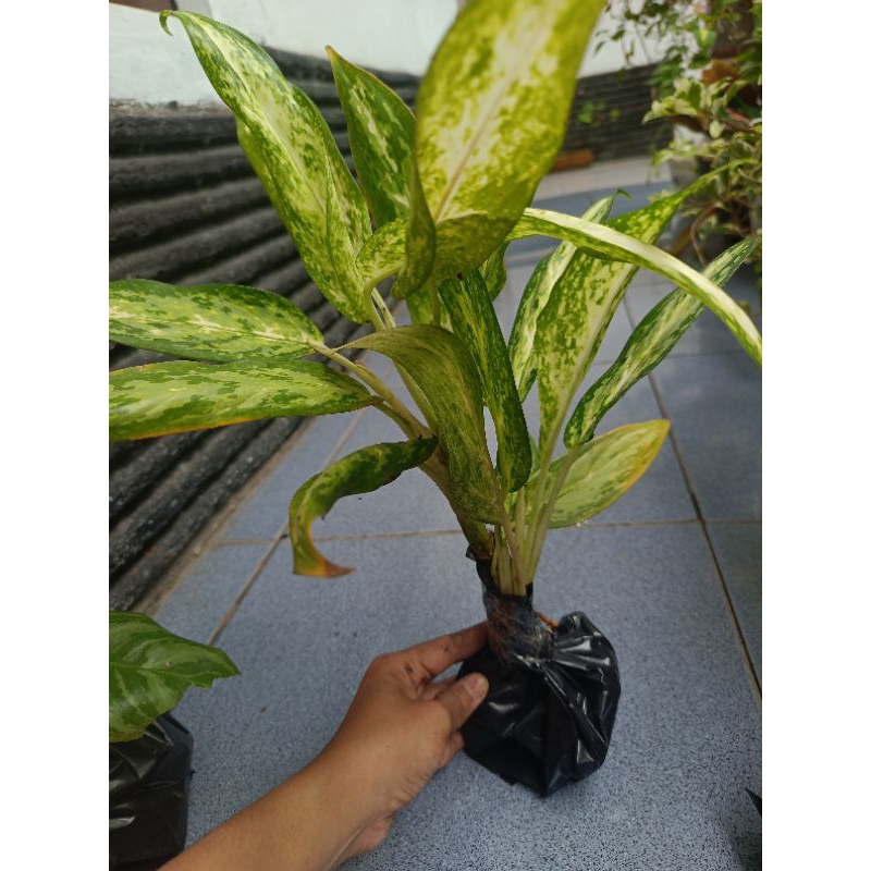Tanaman Hias Aglonema Hijau Putih - Sri Rezeki