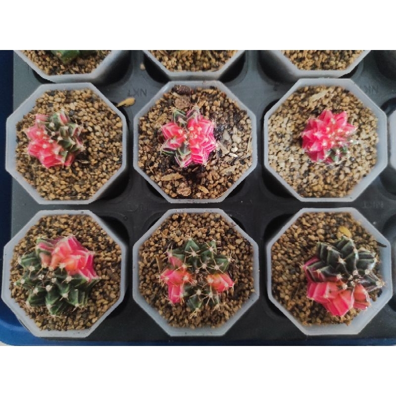 Kaktus Gymnocalycium Mihanovichii Variegata / Kaktus Gymno Var