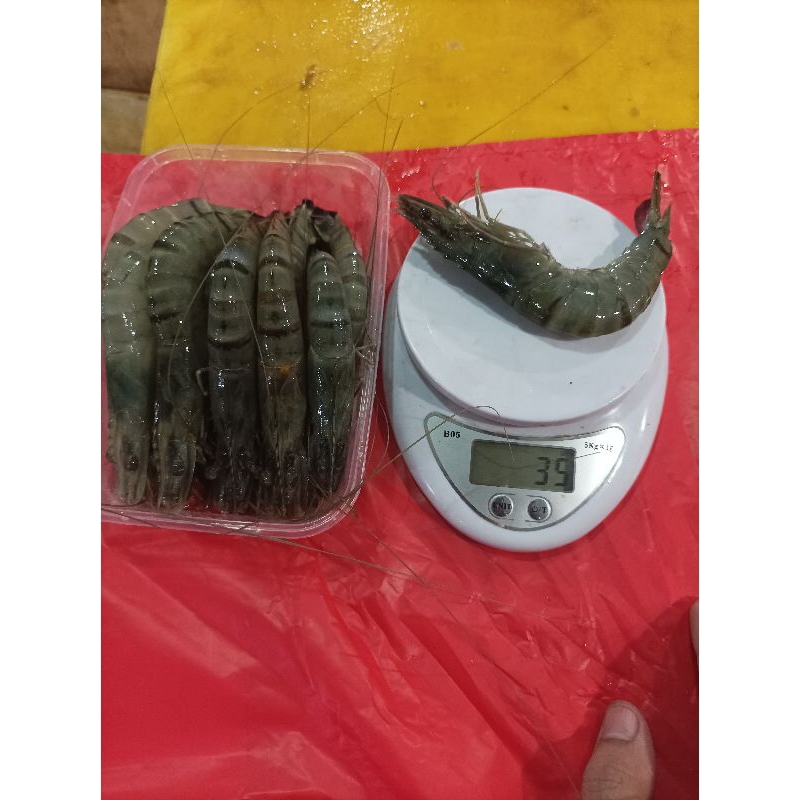 

Udang pancet\windu fresh size 30\40 500gram