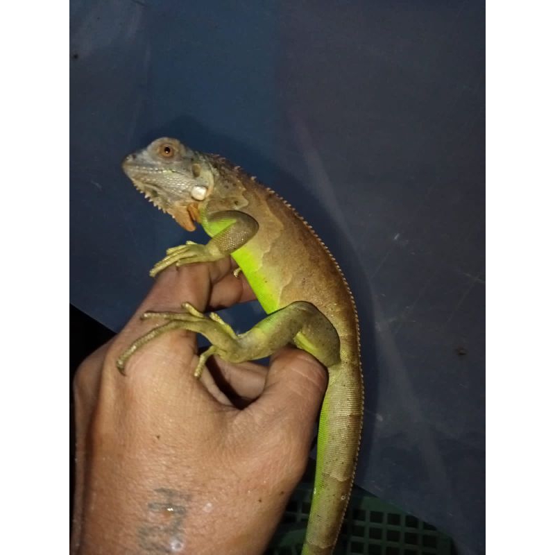 red iguana het albino size 50cm