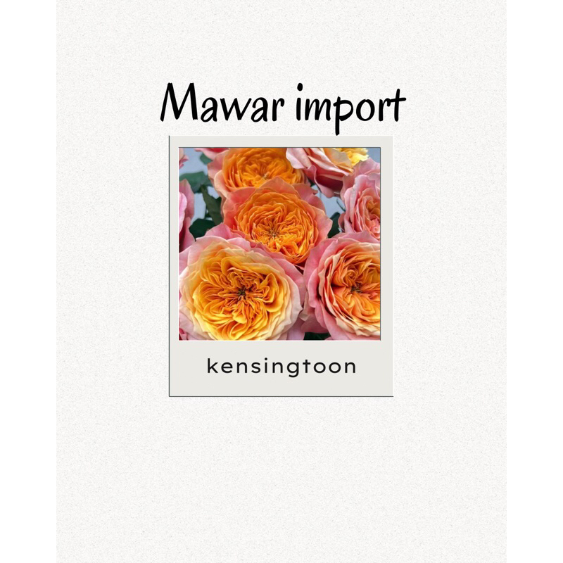 Mawar Import KENSINGTONE GARDEN Bunga besar