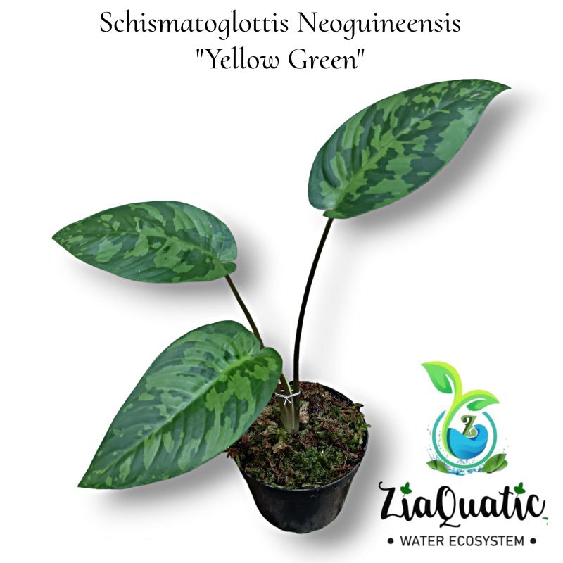 Schismatoglottis Neoguineensis "Yellow Green" - Tanaman Hias Paludarium Jungleplant Outdoor/Indoorpl