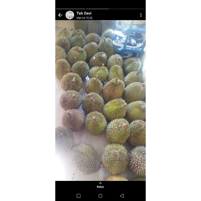 

Duren Jatuhan