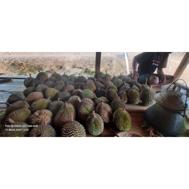

DURIAN MEDAN UTUH