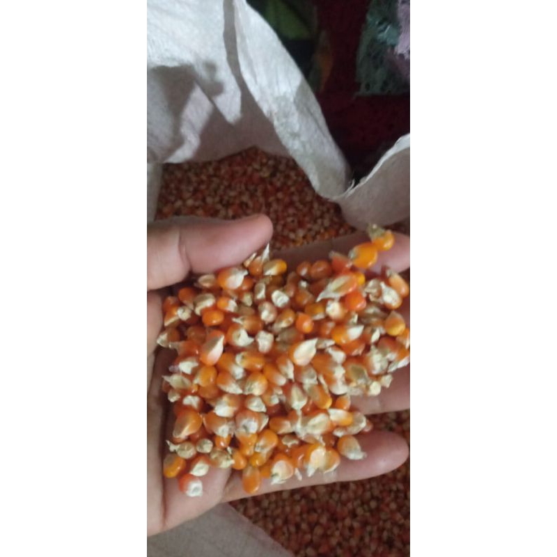 

JAGUNG KECIL KERING Sring Kualitas 1KG
