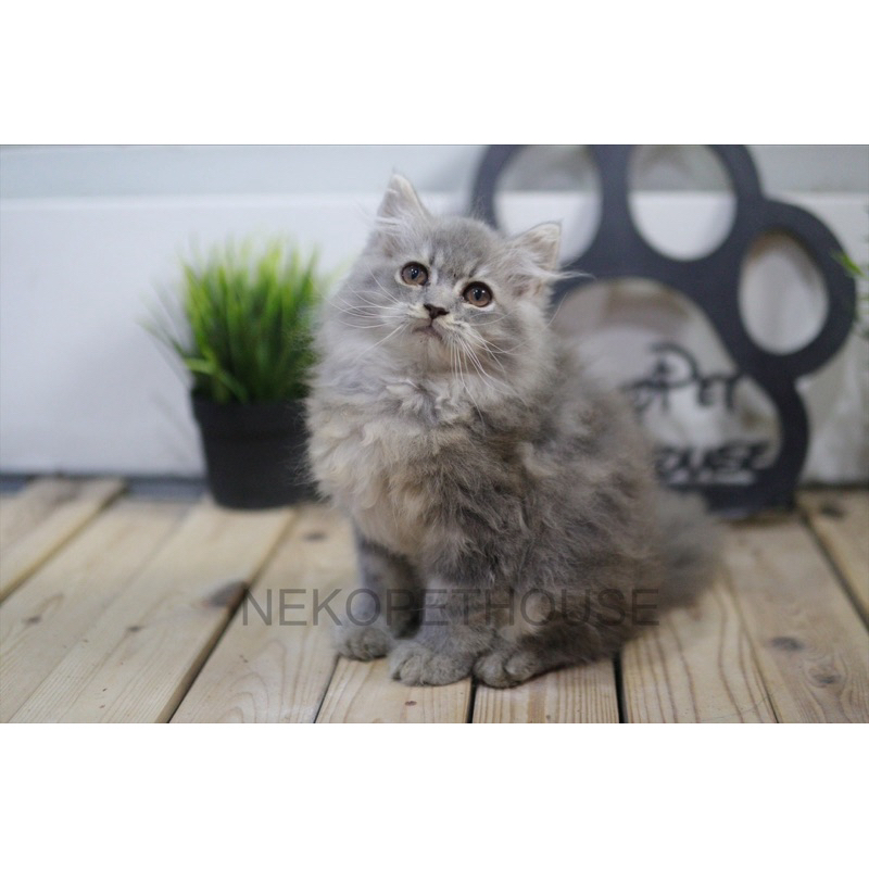 Persia Longhair Kitten Anak Kucing Lucu Gemas