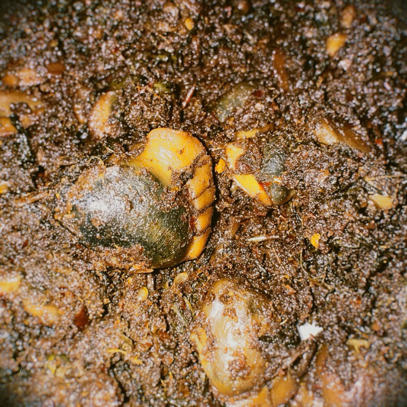 

RENDANG LOKAN ASLI SUMATERA BARAT