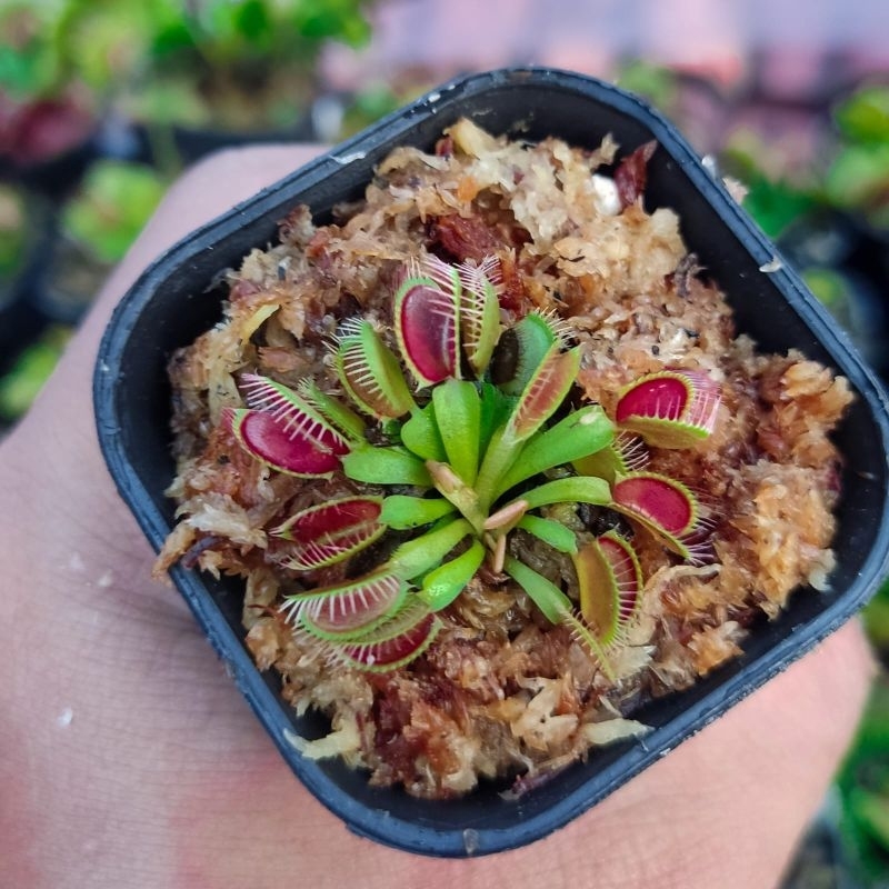 Venus Flytrap Tanaman Karnivora Murah