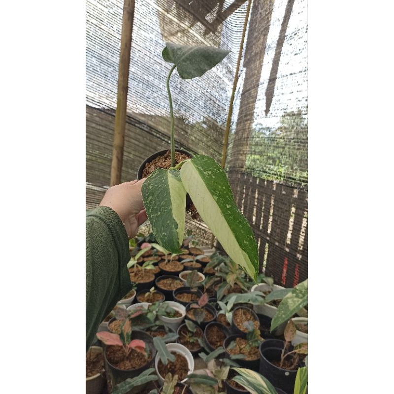 Philodendron Josebuono Varigata