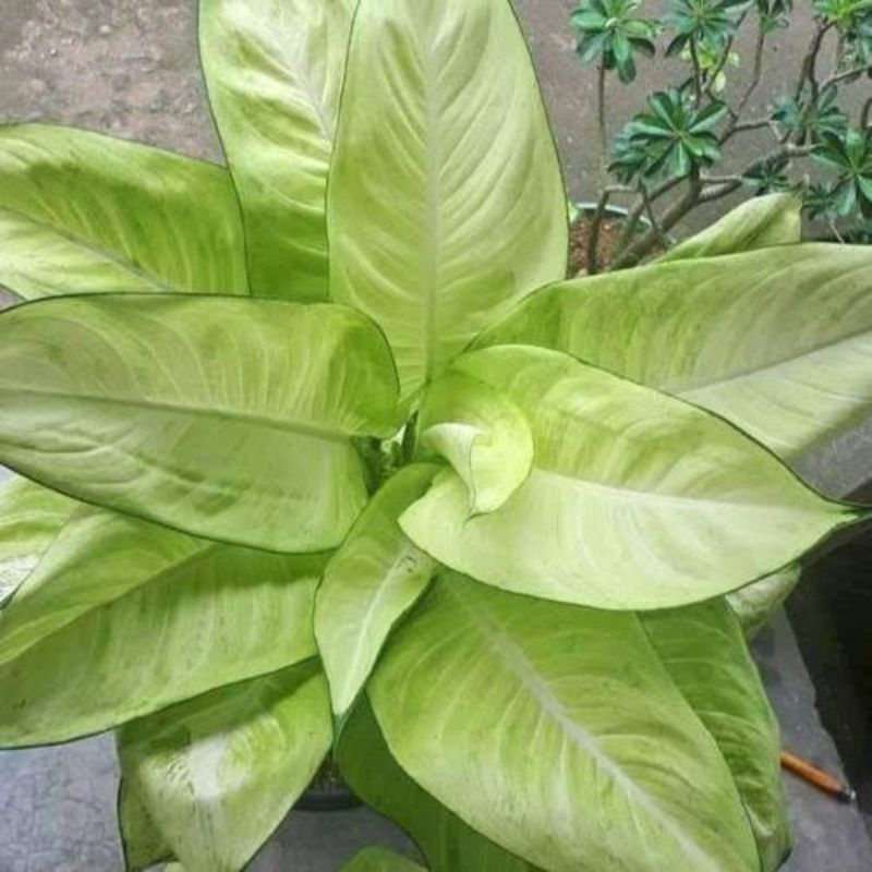 Tanaman Hias Tisu Bahagia - Tanaman Diven Bachia White - Aglonema Tisu