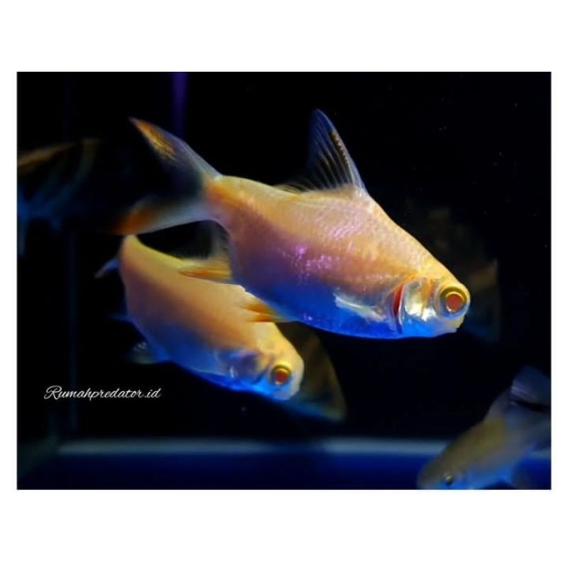 KAVIAT albino  SIZE 7-8CM