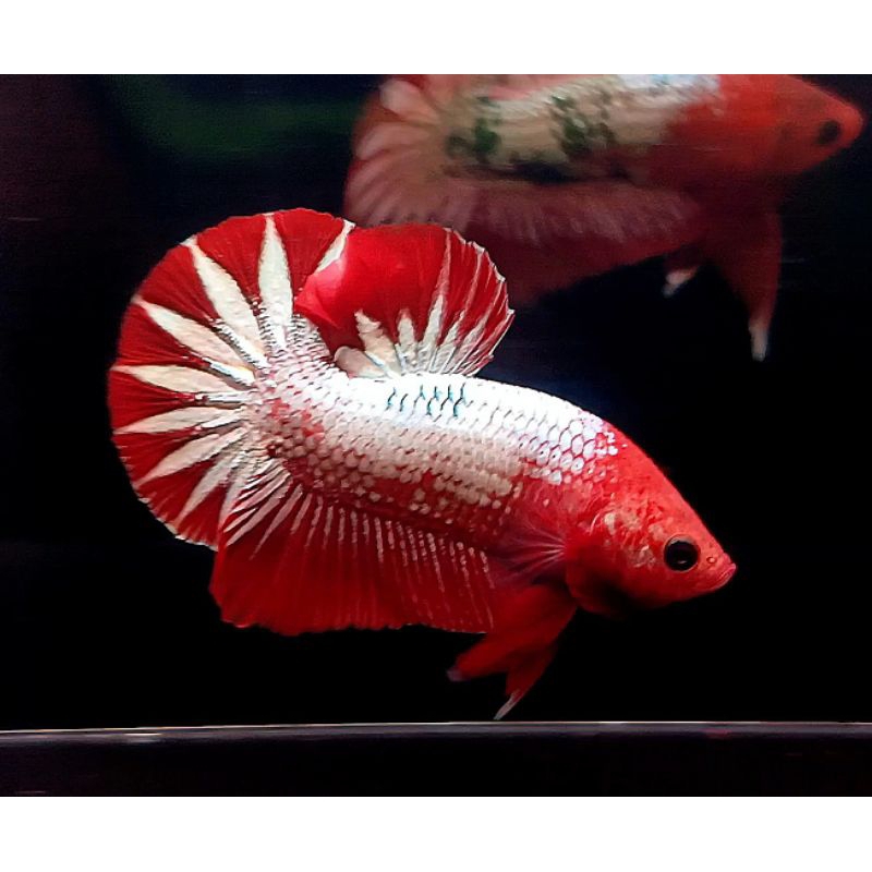 3e FCCP STARTAIL VVIP