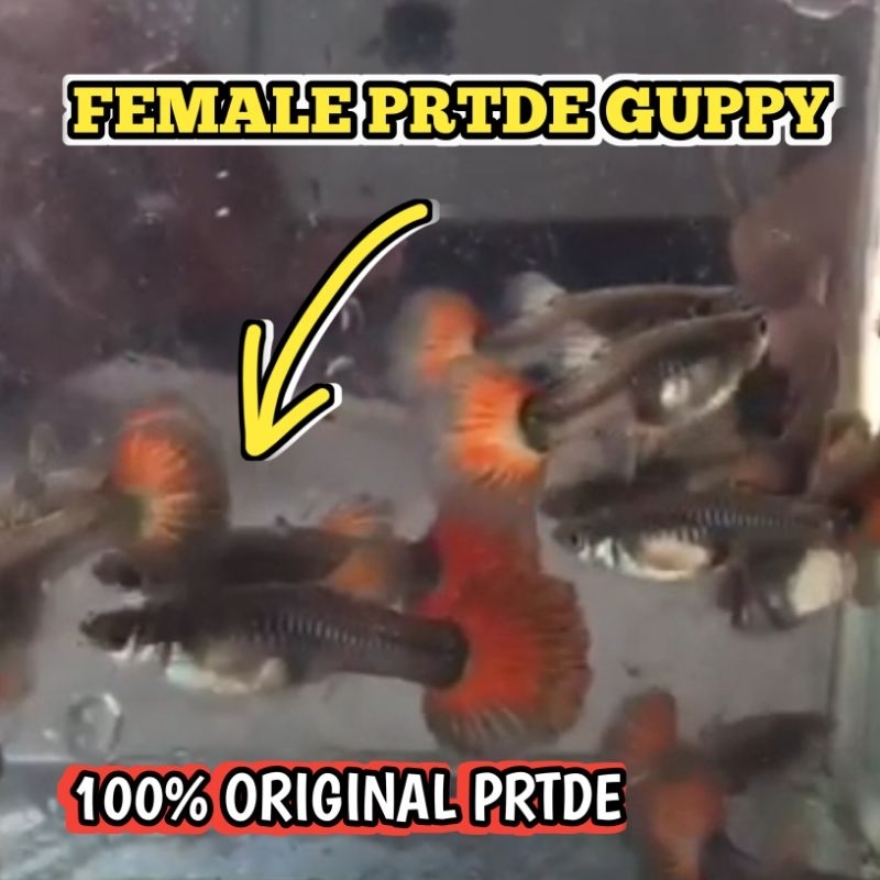Female Guppy PRTDE (Platinum Red Tail Dumbo Ear)